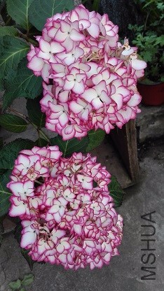 IMG_20160506_174348.jpg