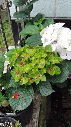 IMG_20160521_134409.jpg
