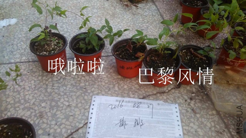 QQͼƬ20160827174543.jpg