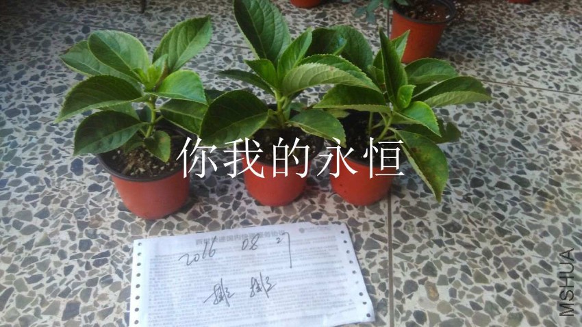QQͼƬ20160827173331.jpg