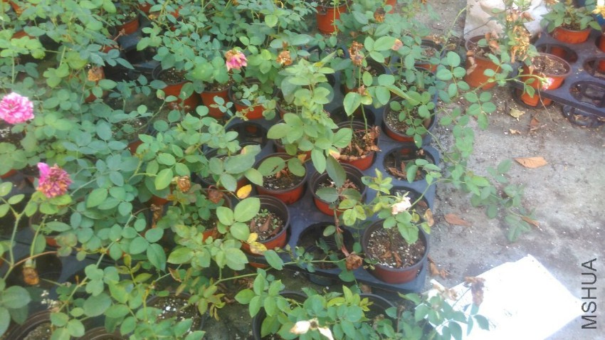 QQͼƬ20160827173259.jpg