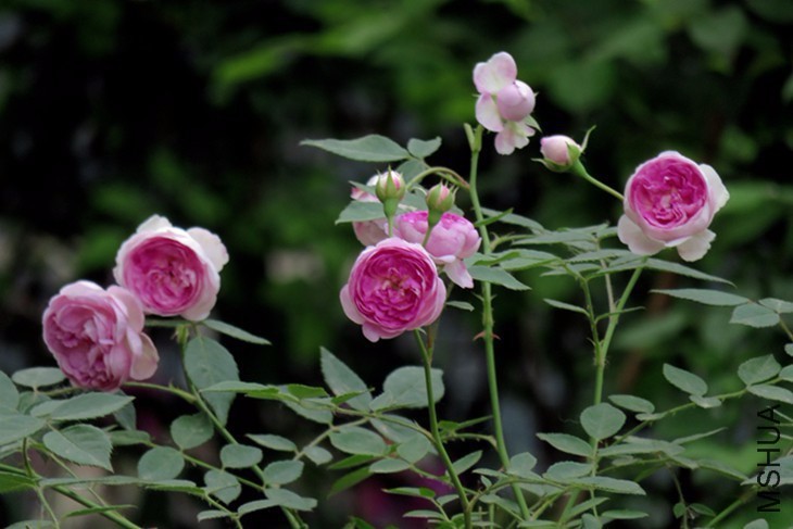 122007ib50y5p5e0i522op.jpg