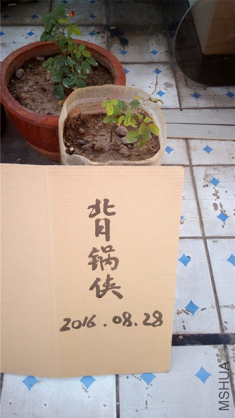 ���滨������ɺ���ģ�