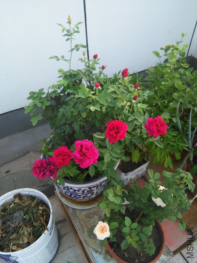 IMG_20150901_071525.jpg