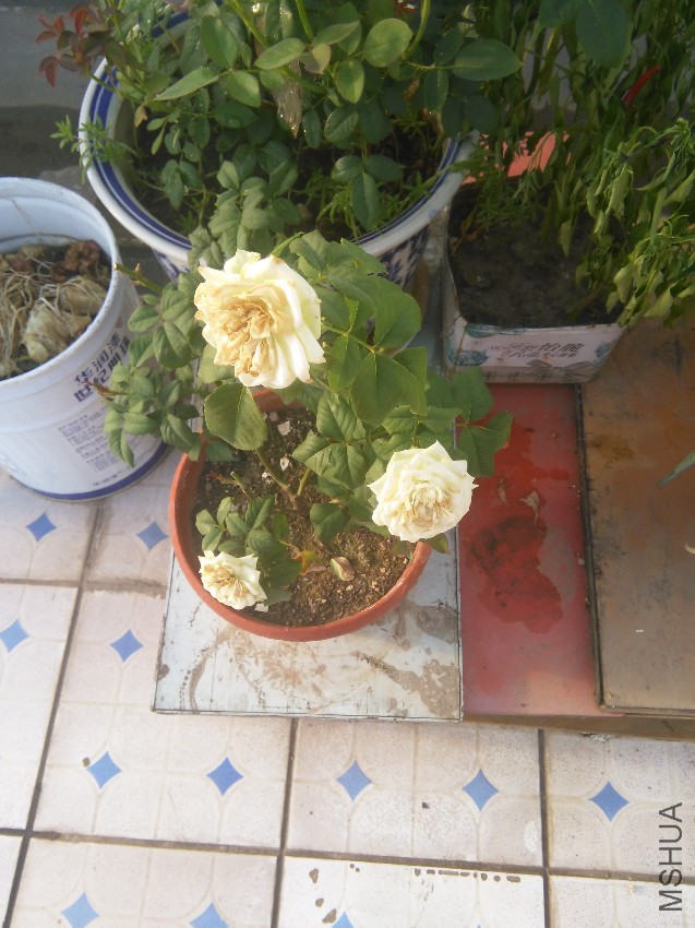 IMG_20150822_173035.jpg