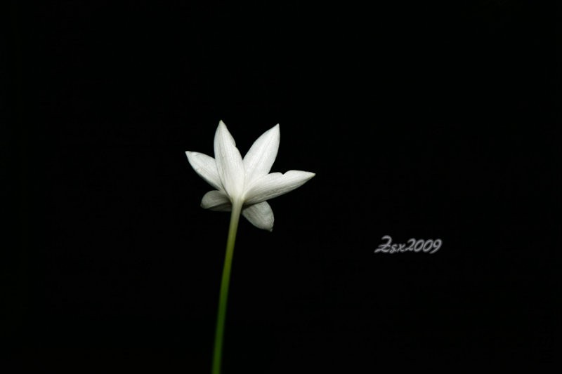 DSC_0515.JPG