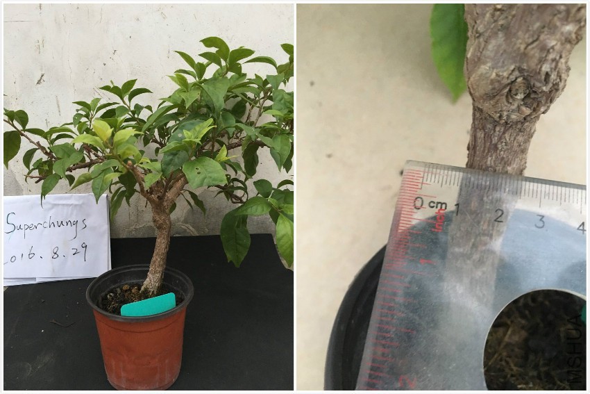 B�鰲��˹