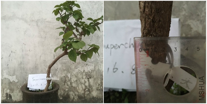 C����Ҷ��죬Լ��50cm
