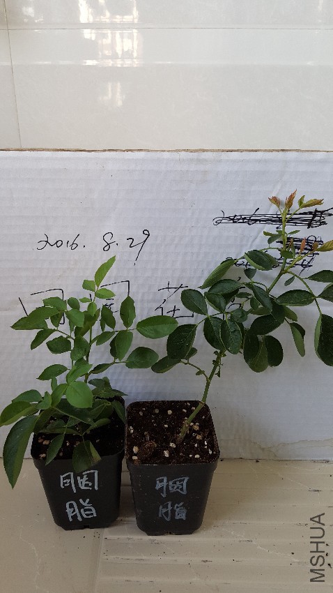20160829_151026.jpg