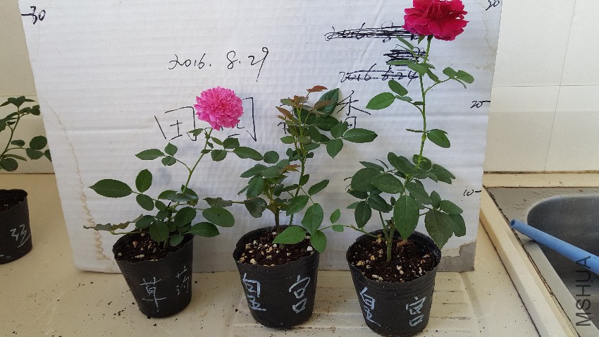 20160829_155303.jpg