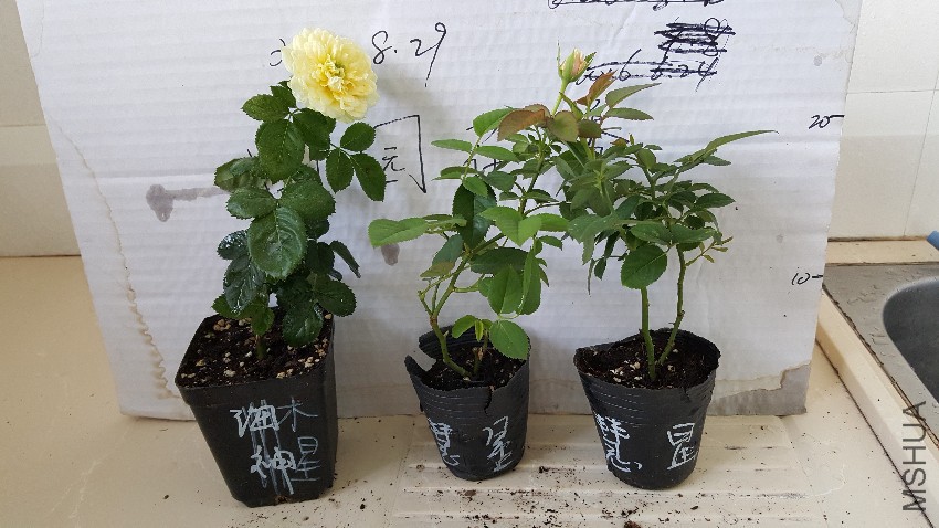 20160829_160132.jpg