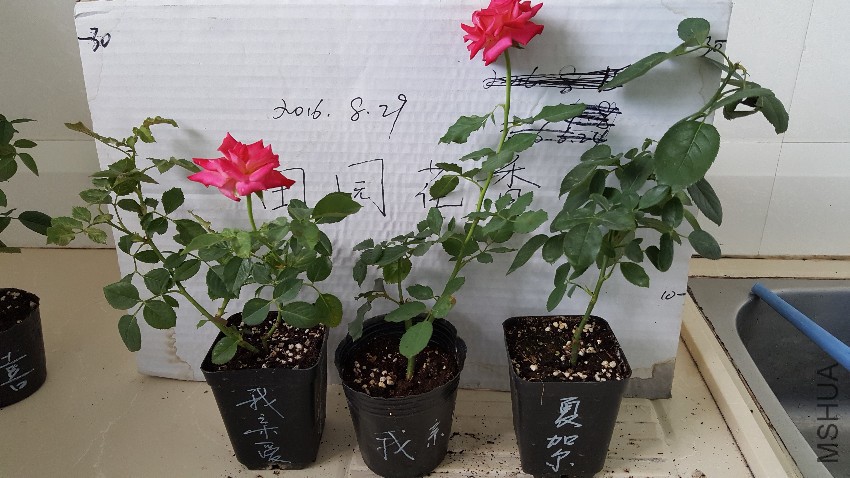 20160829_160907.jpg