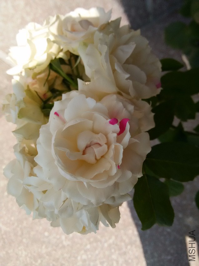���Ҳ�ݮ����