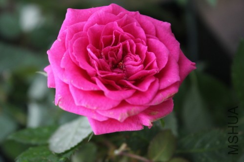 DPP_0153.JPG