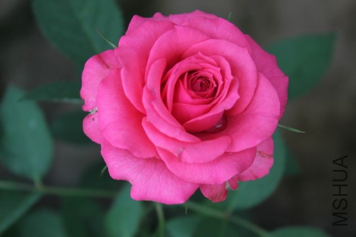 DPP_0151.JPG
