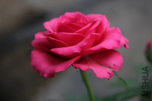 DPP_0154.JPG