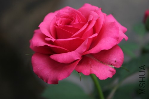 DPP_0155.JPG
