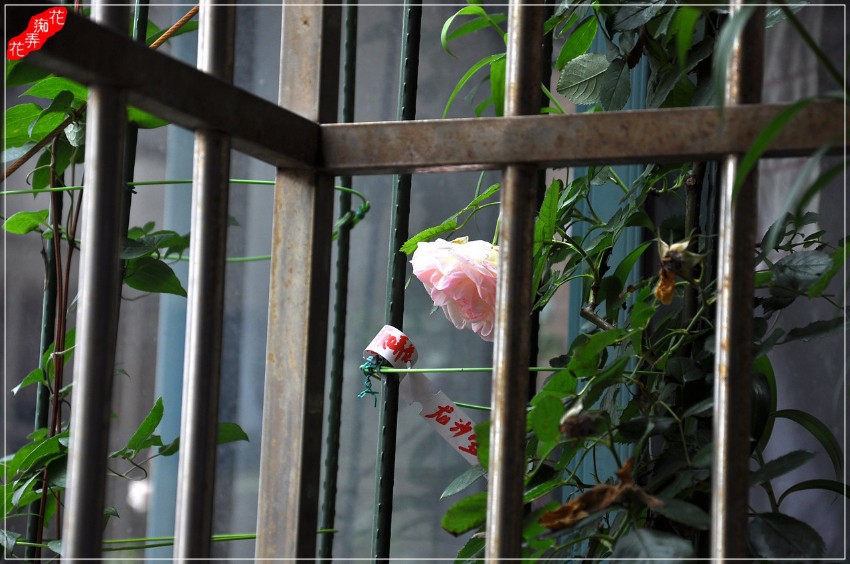 DSC_5853.jpg