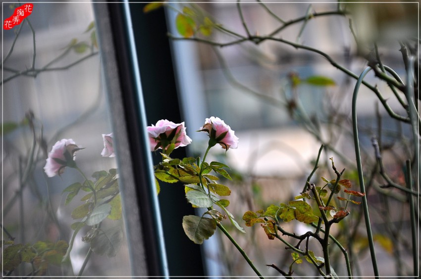 DSC_5859.jpg