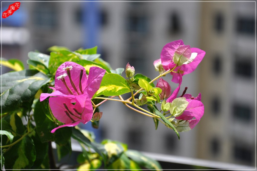 DSC_6021.jpg