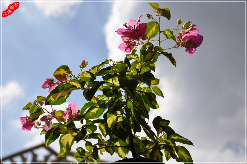 DSC_6072.jpg
