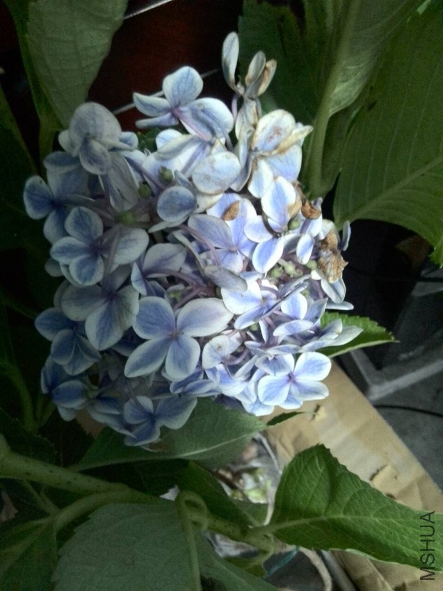 ������лл��л�