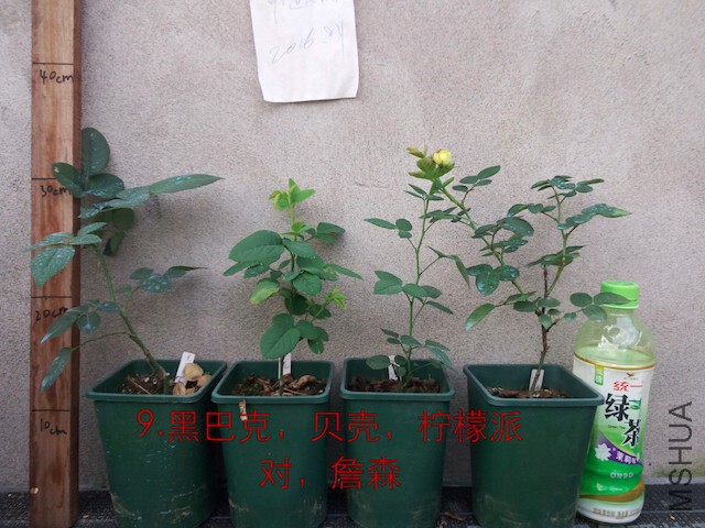 IMG_20160831_073909.JPG