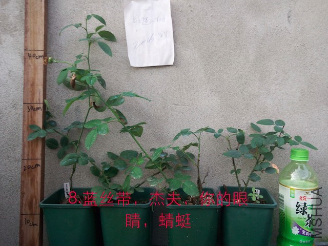 IMG_20160831_073558.JPG