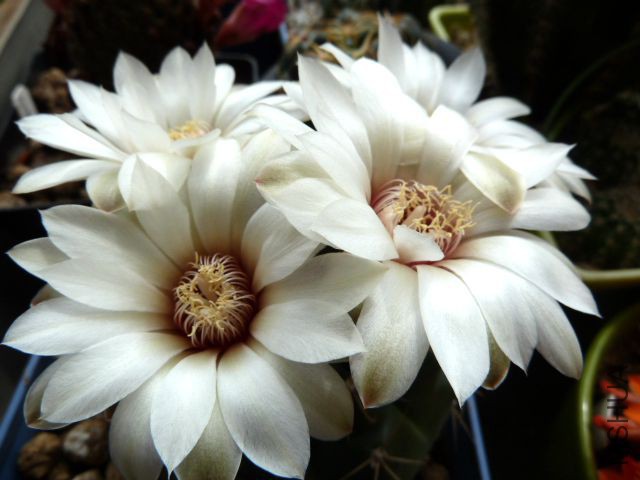 P1020716.JPG