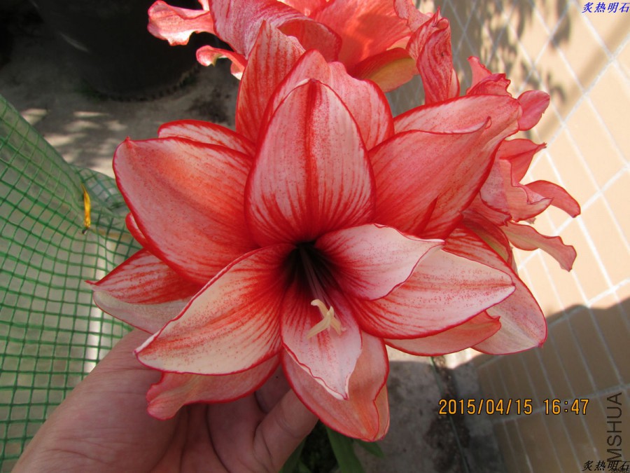 IMG_3665_nEO_IMG.jpg