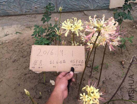 06.jpg