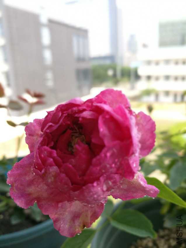 IMG_20160903_095019.jpg