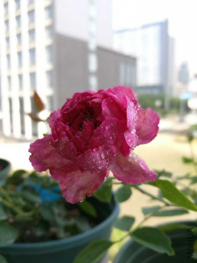 IMG_20160903_095418.jpg