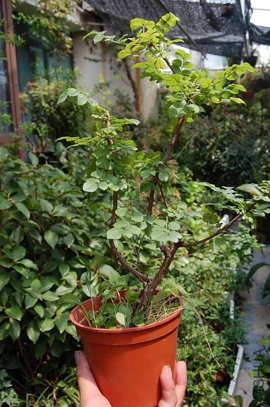 DSC_20150065.JPG