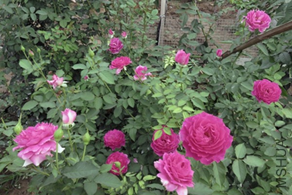 IMG_3456.JPG