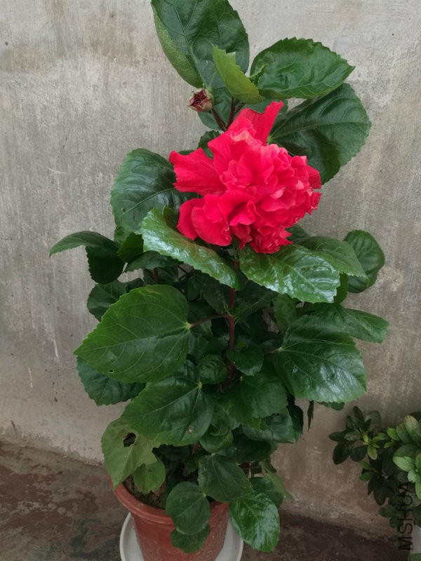 IMG_20160904_132019.jpg