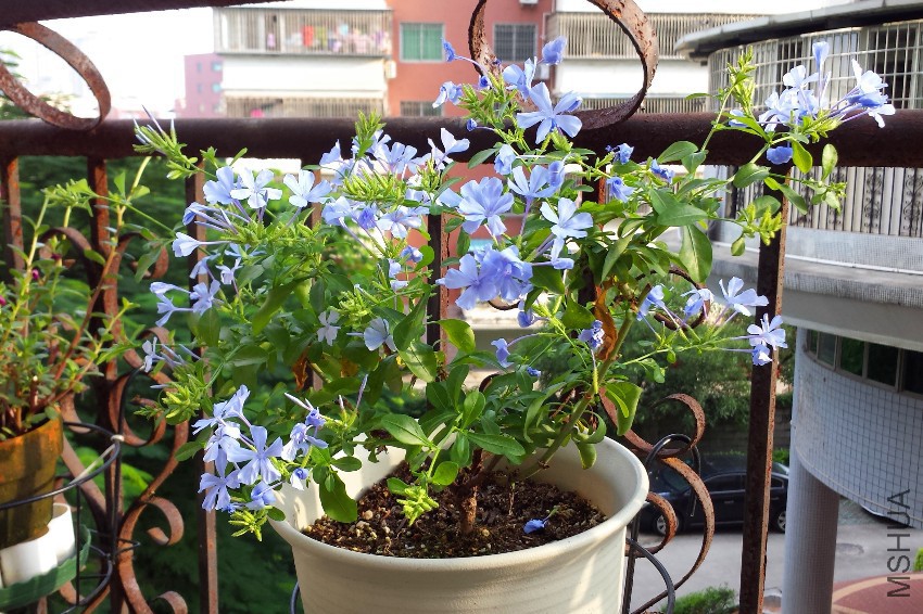 20160905_071454.jpg