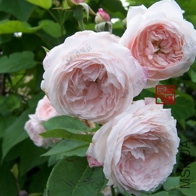 Ƥ����ŷ����ˣ����ǵ��������ͼ���ҵ��绹û�������Ժ�һ�����Լ���ͼ