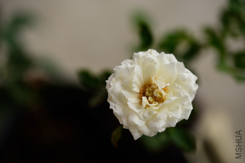 DSC_1694.jpg