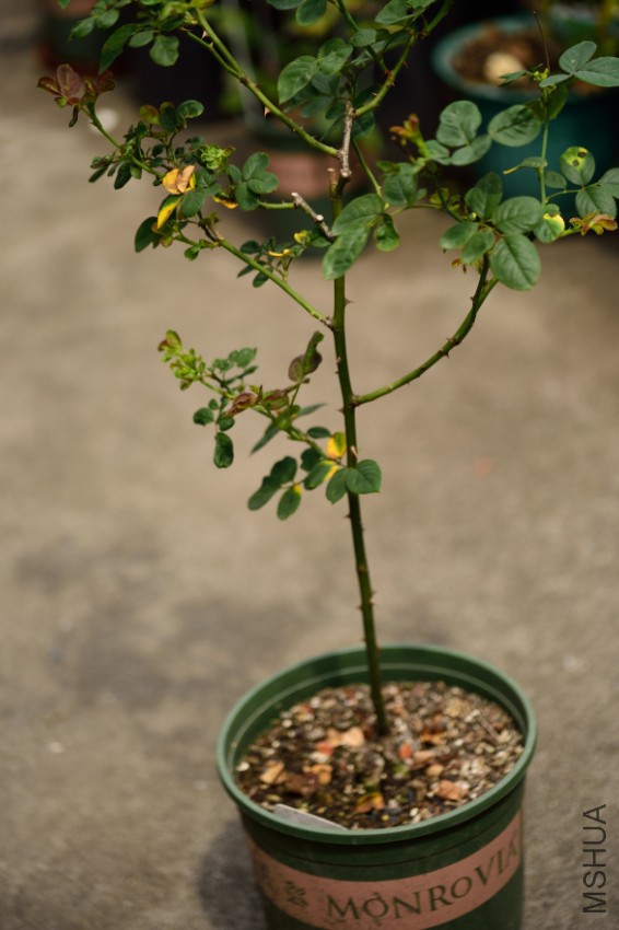 DSC_1703.jpg