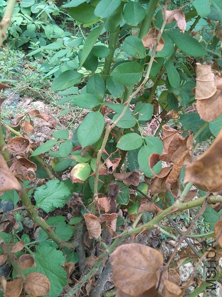 IMG_20160905_163734.jpg