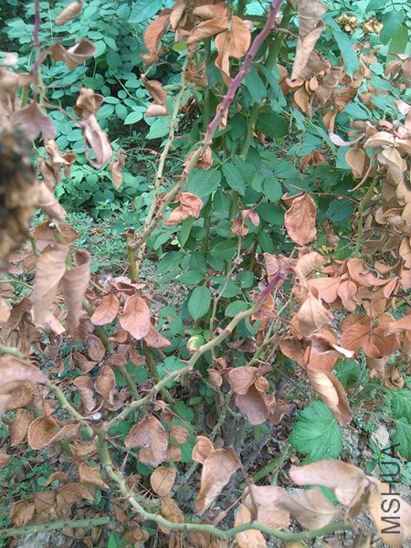 IMG_20160905_163742.jpg