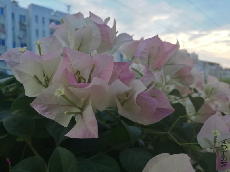 IMG_20160810_184303.jpg