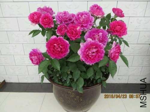 162407d3zch0067h7d1cd7.jpg