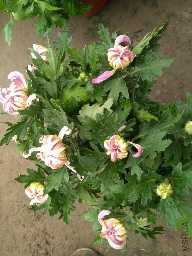 IMG_20160906_091316.jpg