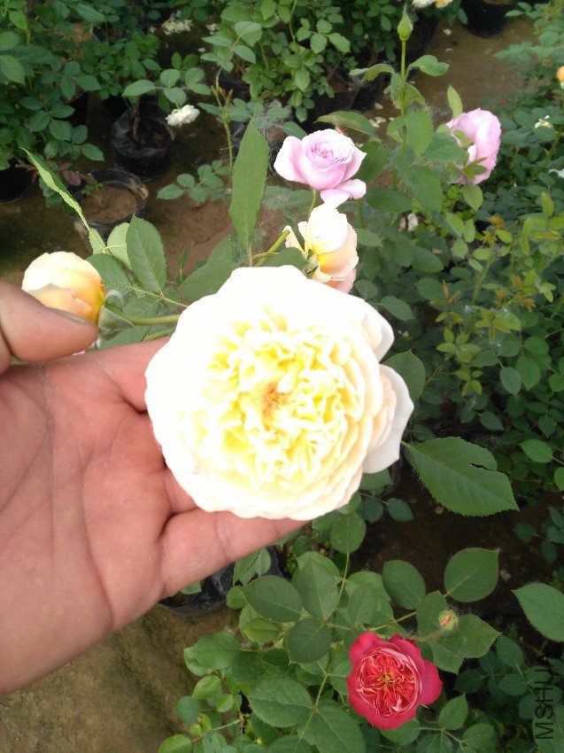 IMG_20160507_151707.jpg