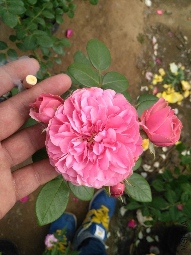 IMG_20160507_151740.jpg