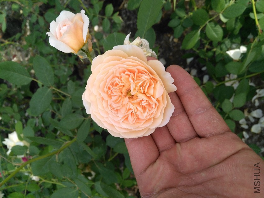 IMG_20160507_152009.jpg