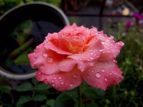 131056lqtstrrs00drjfsq.jpg