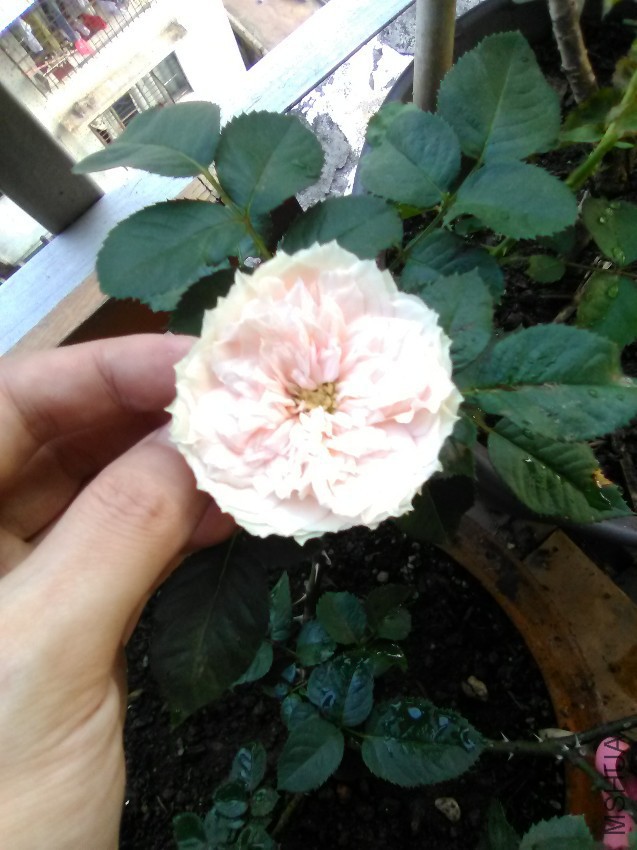 IMG_20160908_173721.jpg